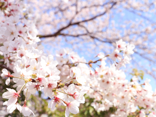 桜